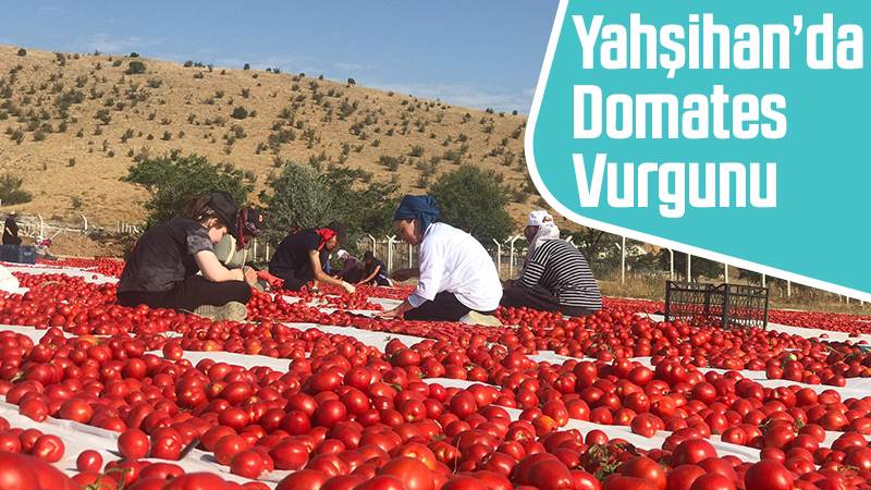 YAHŞİHAN'DA DOMATES VURGUNU